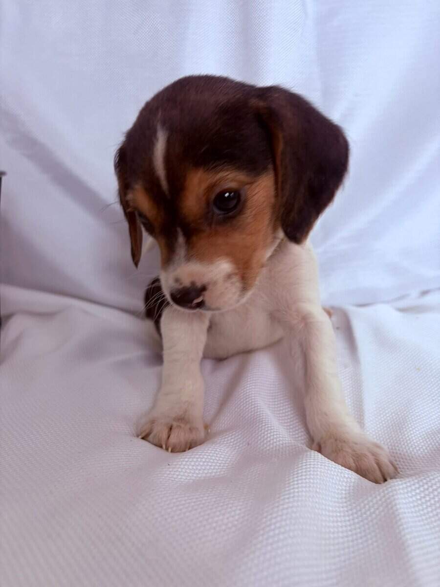 6 week male beagle pup green collar image 2
