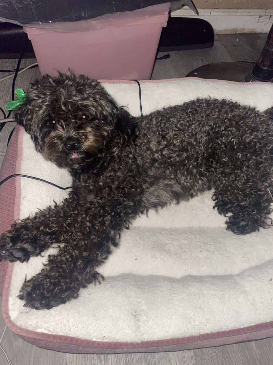 Adult black maltipoo looking for forever home image 1