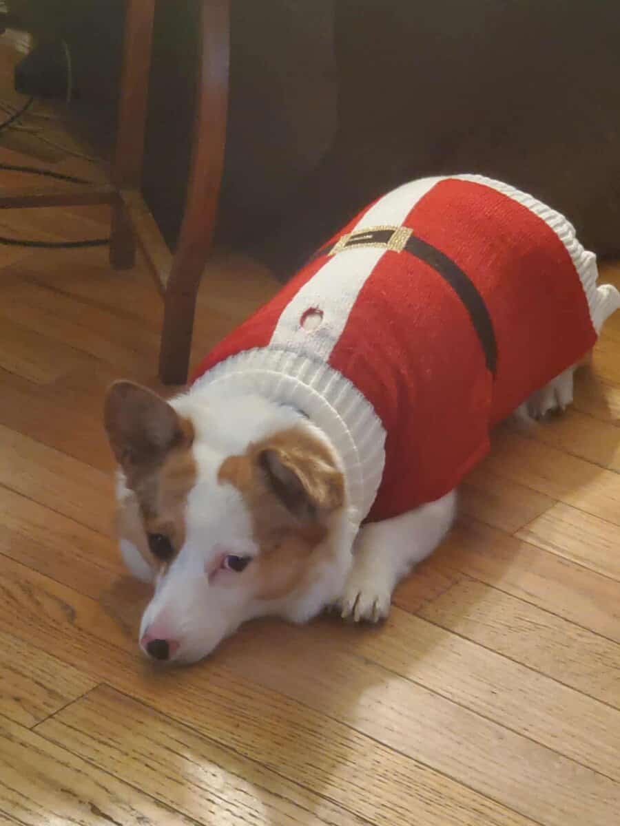 Colorful Corgi in need of a home image 4