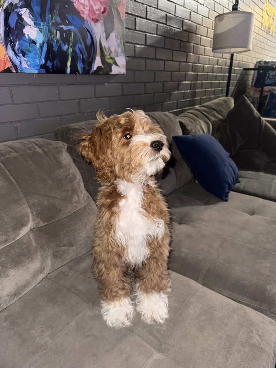 Angelic (M) F1BB Mini Goldendoodle Puppy image 1