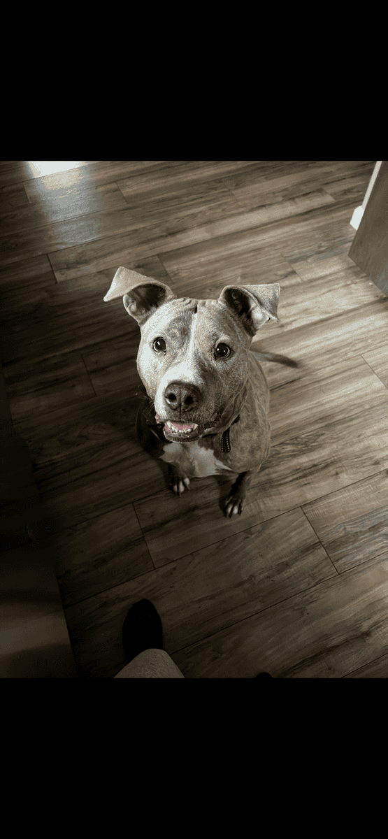 Free dog to good home image 1