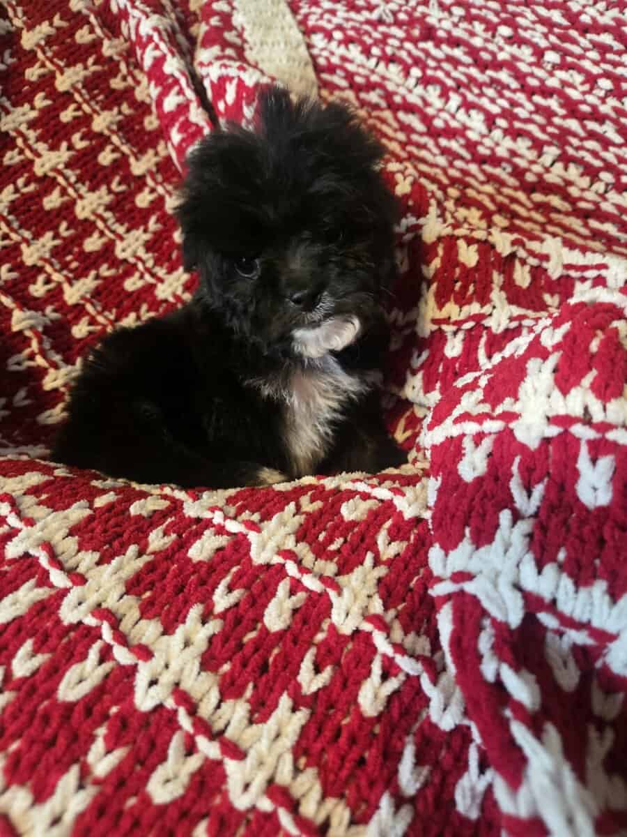 Lhasa Poo image 4