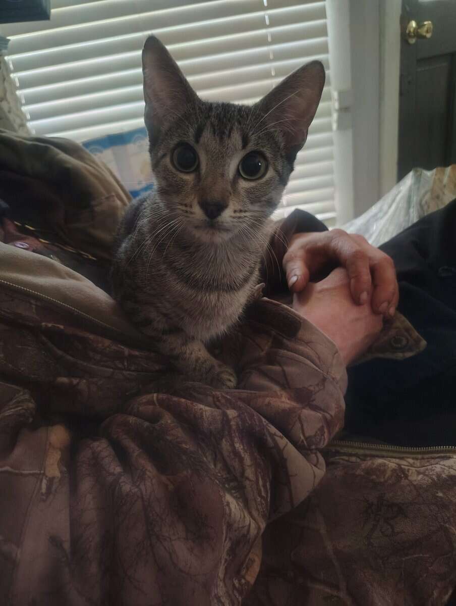 Bangel kitten image 3