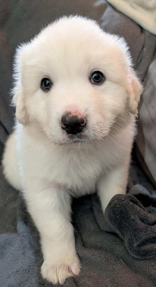 Great Pyrenees Puppies For Sale image 6