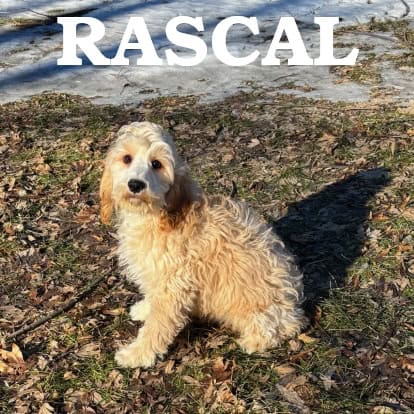 Rascal Male Cockapoo Puppy | PetClassifieds.com