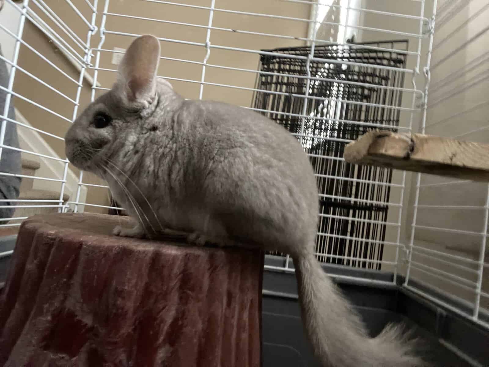 Chinchilla image 1