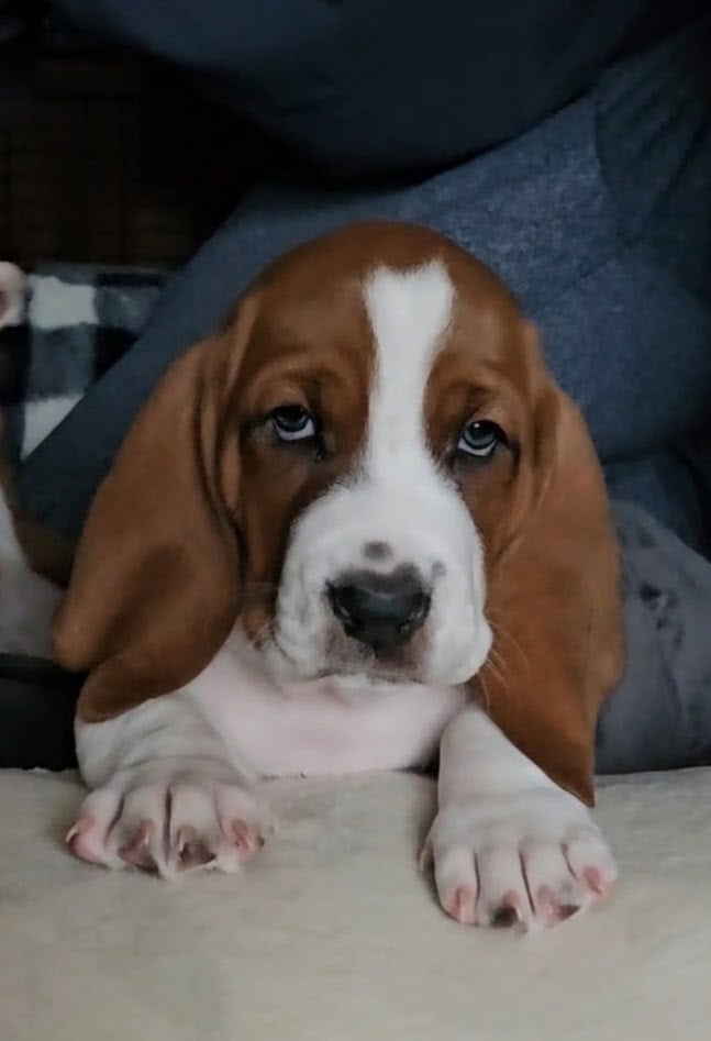 Tank the Basset image 4