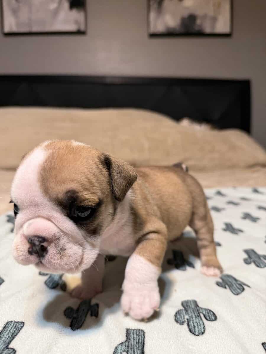 English Bulldog puppies image 8