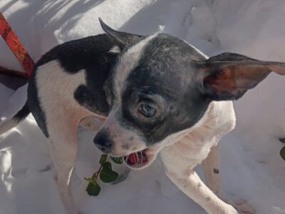 Chihuahua male pups looking for loving home