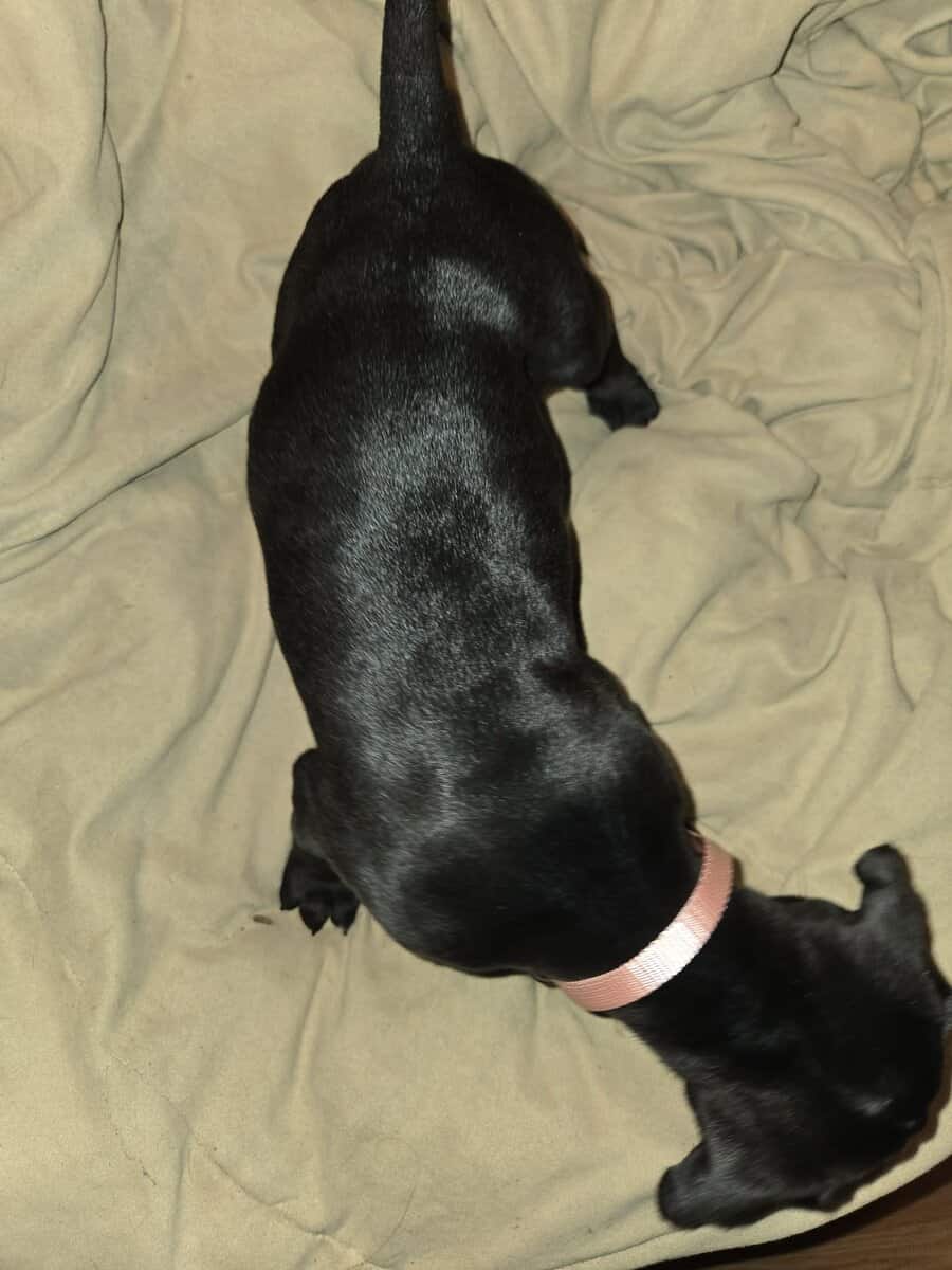 Presa Canario Cane Corso mix 8 weeks old image 14