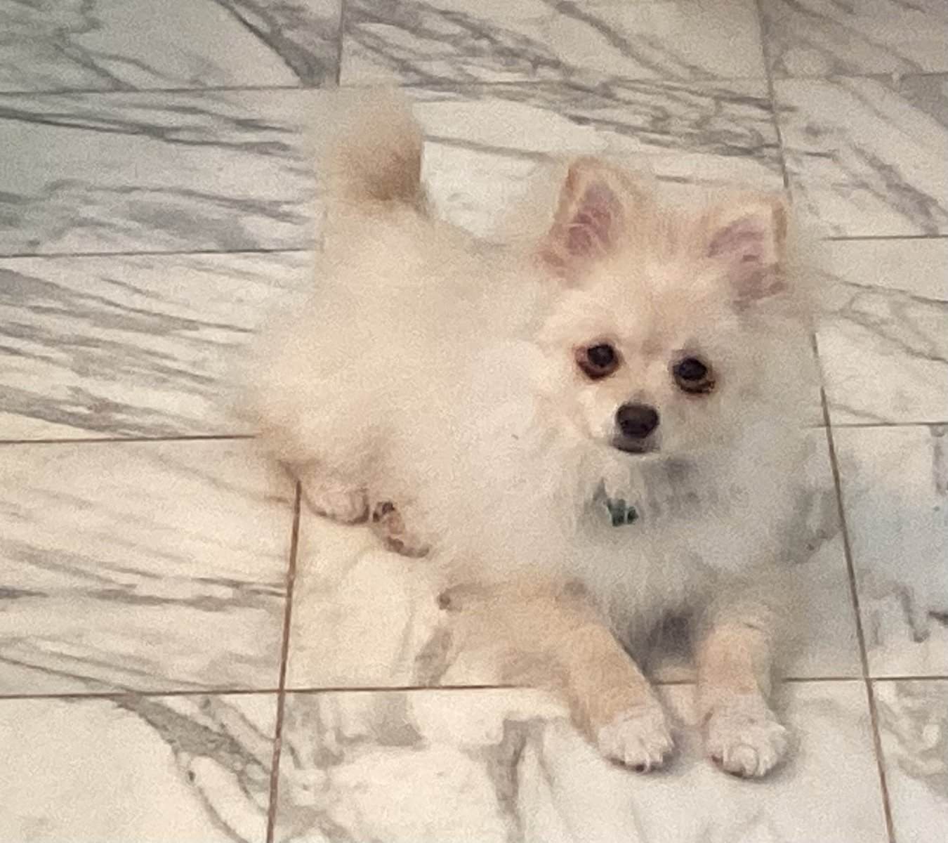 Purebred Pomeranian puppy for sale- Cheshire, CT image 3