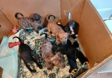 8 Beautiful & sweet pit/plott hound pups