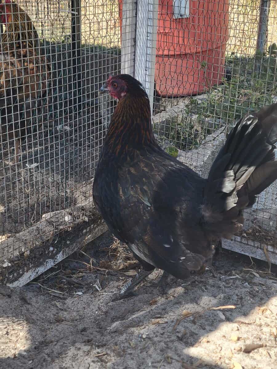 Chicken image 1