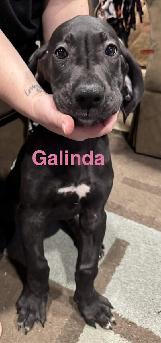 Galinda the lovely - all she wants is love image 1