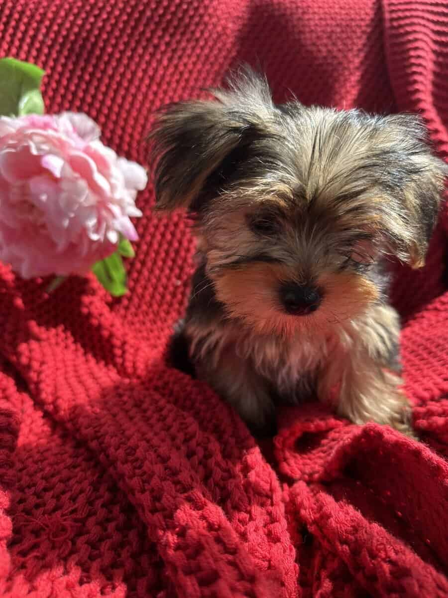Yorkie puppies image 7