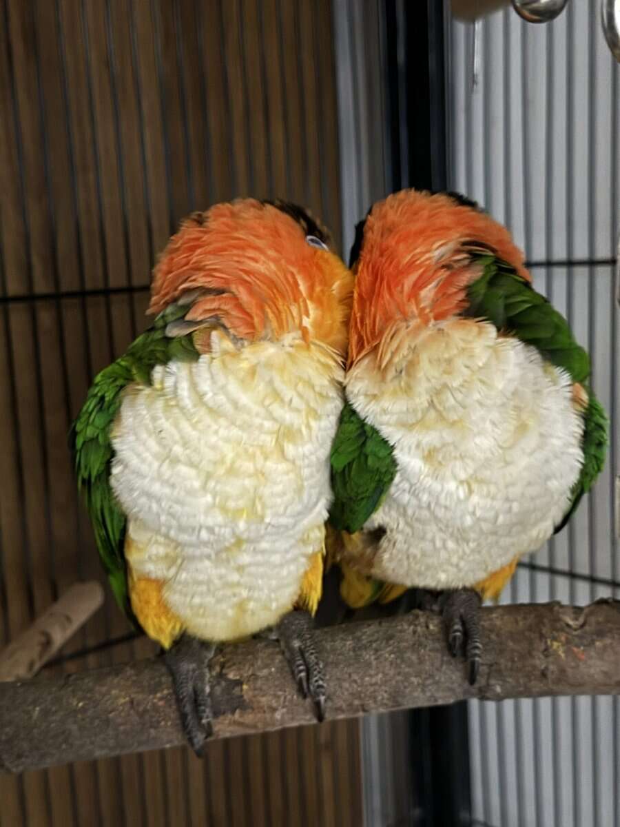Caique , Eclectus And Sun Conures image 4
