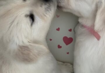 English Cream Golden Retrievers
