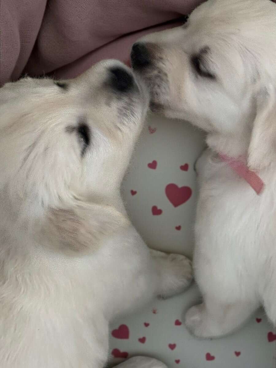 English Cream Golden Retrievers image 3