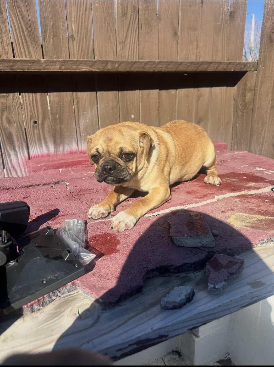 pug puppy image 1