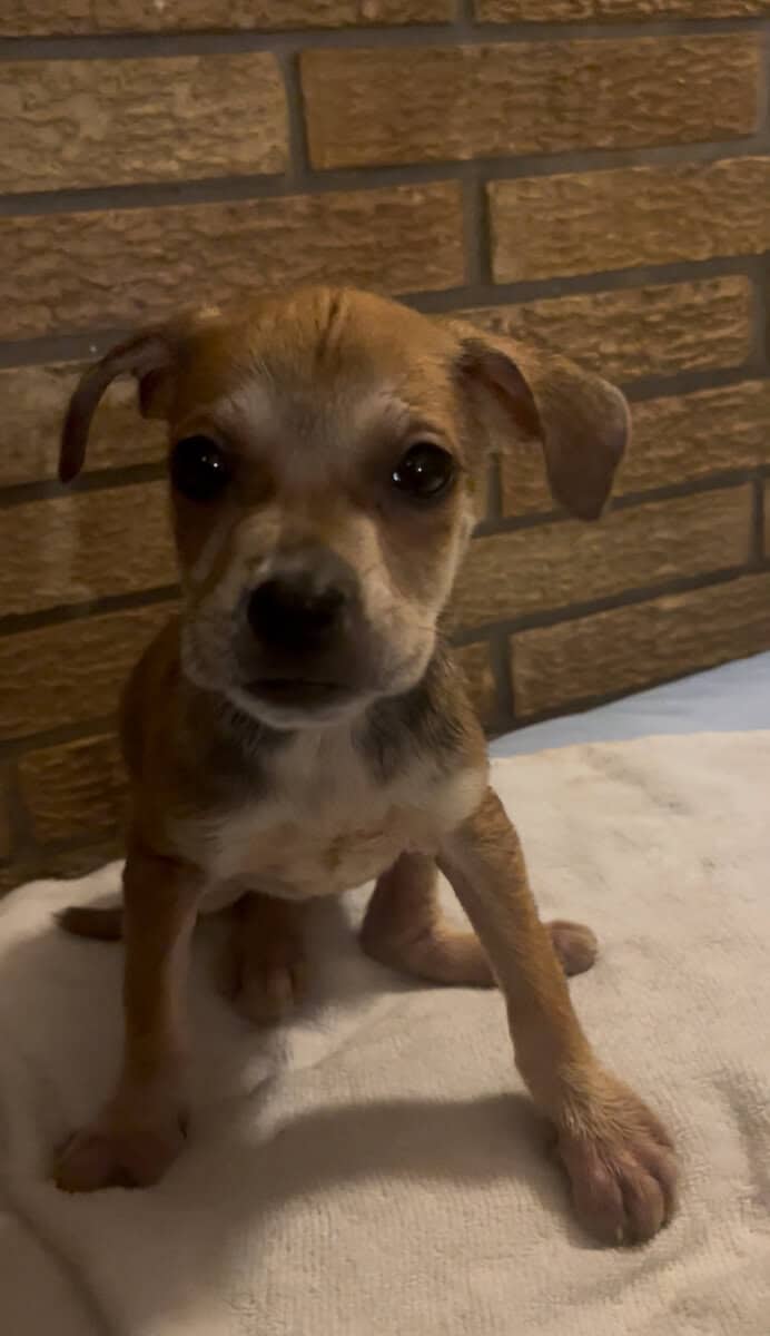 Dane/Dal mix puppies image 6