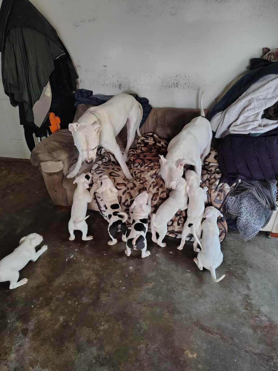 10 Week Dogo Argentino/ Colby Pitbull Puppies image 10