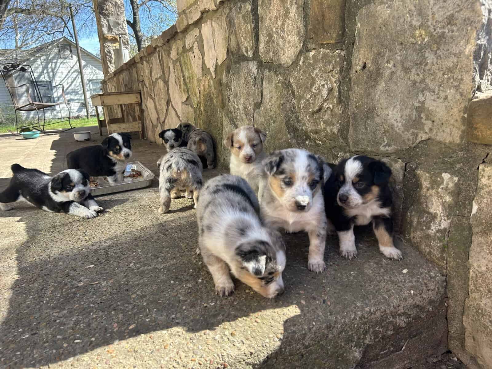 Adorable Australian Heeler pups image 6