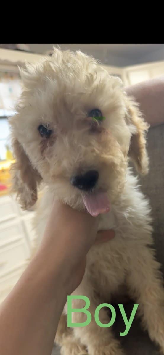 Goldendoodles F1B Hypoallergenic image 14