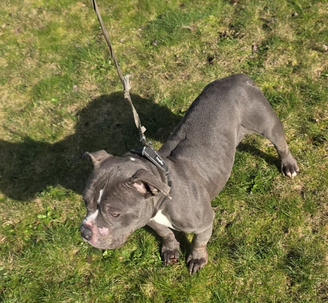 Pocket Bully image 1