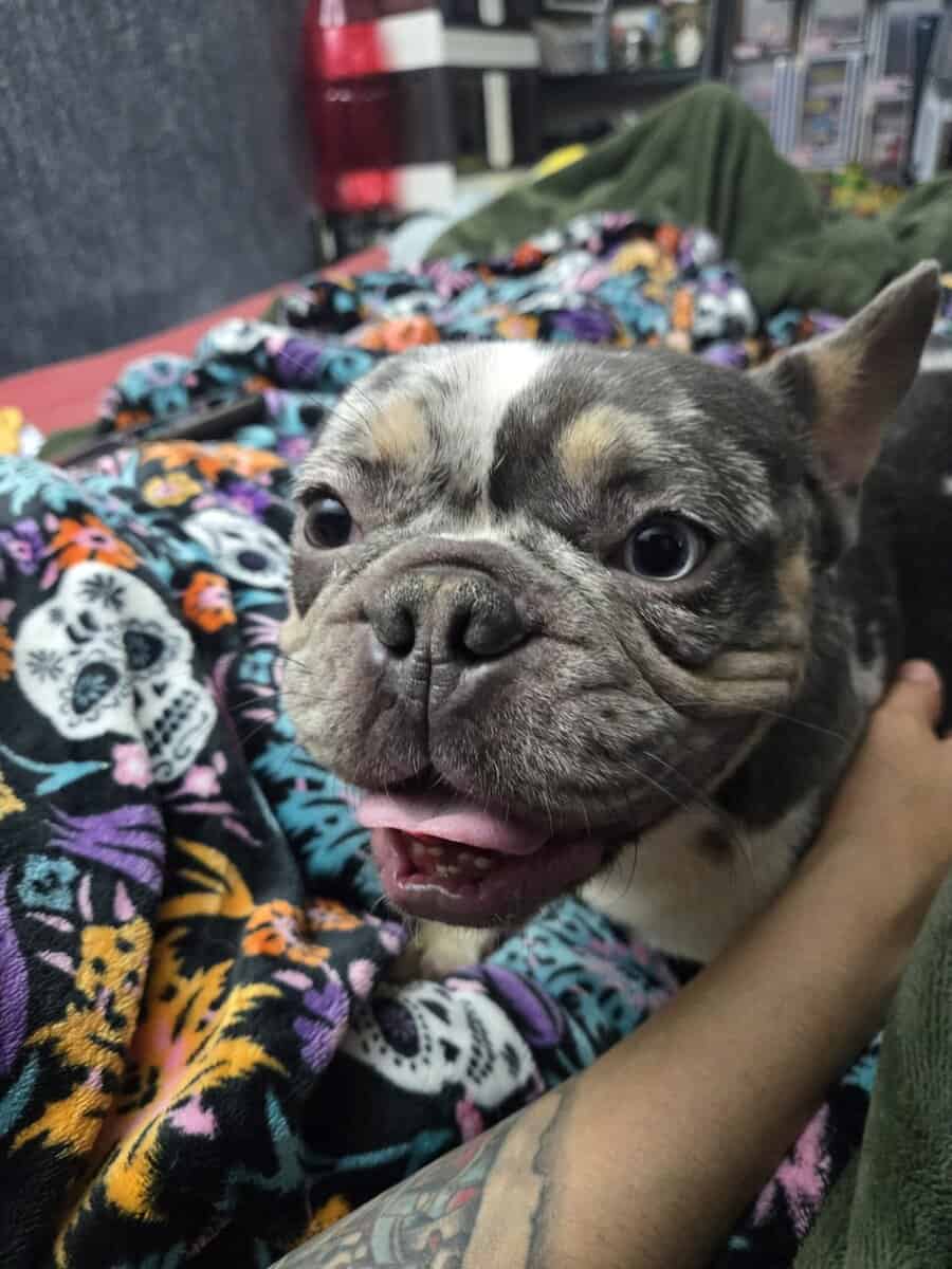 Blue Merle Male Frenchie image 6