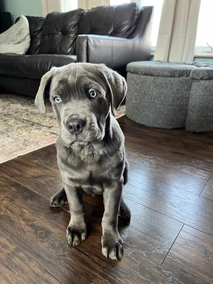 Cane Corso Puppy for sale image 1