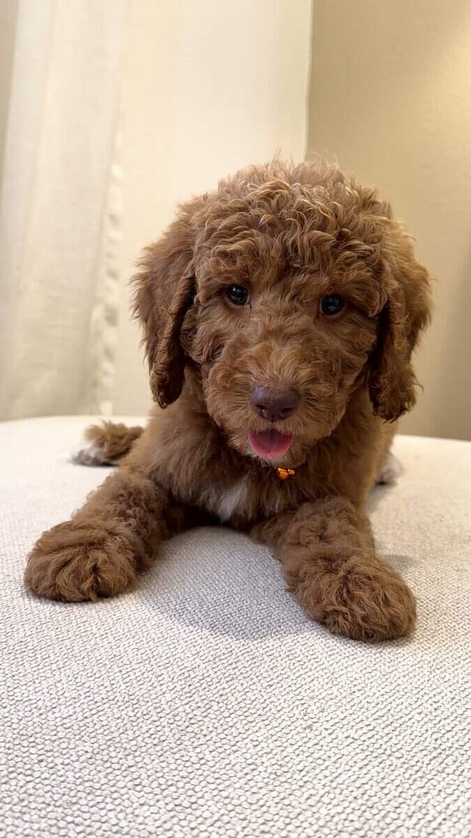 Mini Goldendoodle image 3