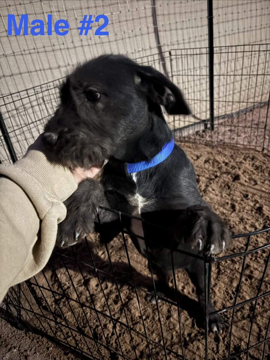 Schnauzer mix image 9