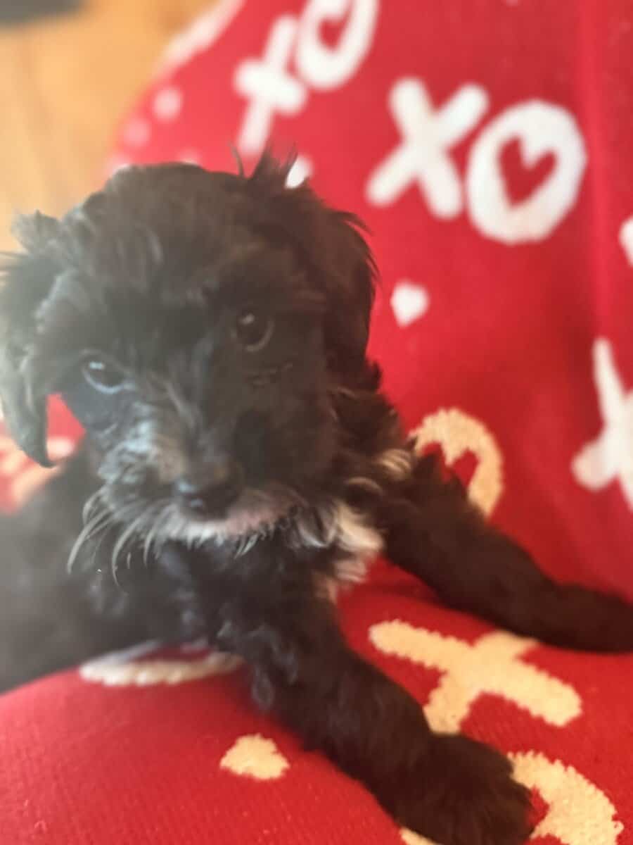 Puppies image 6