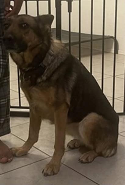 Shyla: Loving Adult German Shepherd image 3
