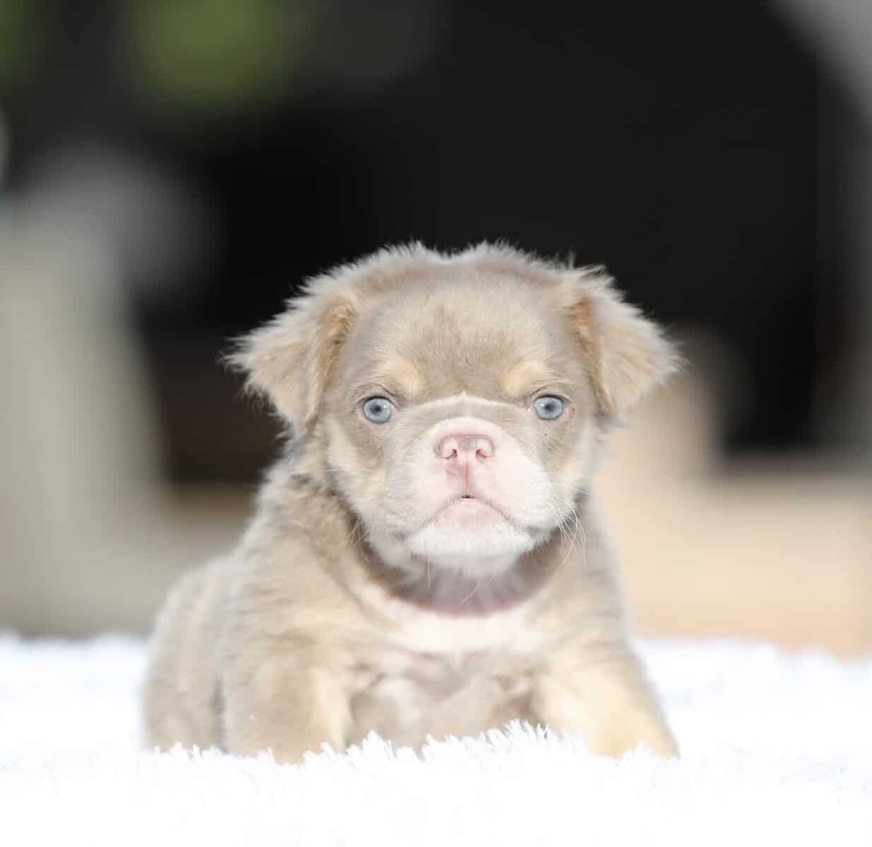 English Bulldog image 1
