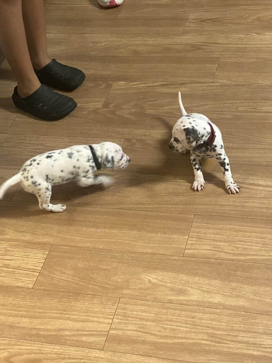 Dalmatian puppies image 5