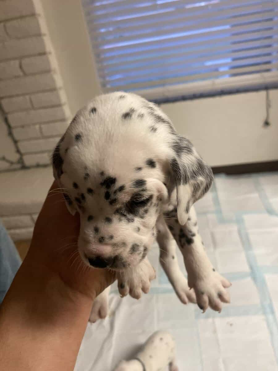 Dalmatian puppies image 9
