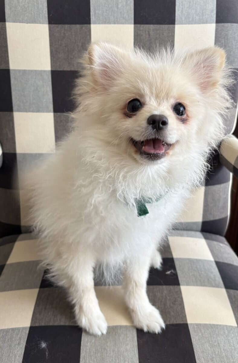 Purebred Pomeranian puppy for sale- Cheshire, CT image 5