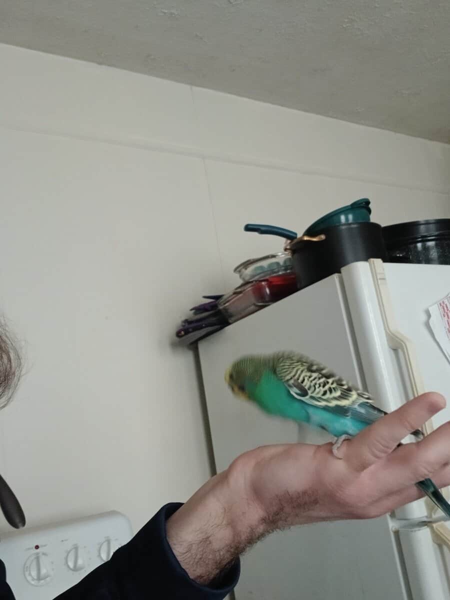 3 english parakeets image 4