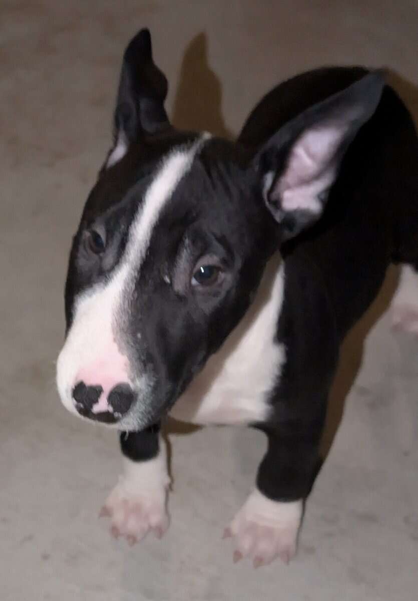 English Bull Terrier Puppy image 2