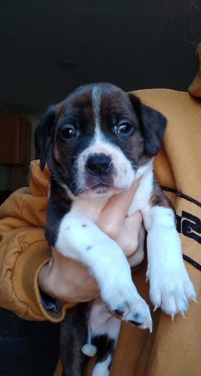 Puppies image 2