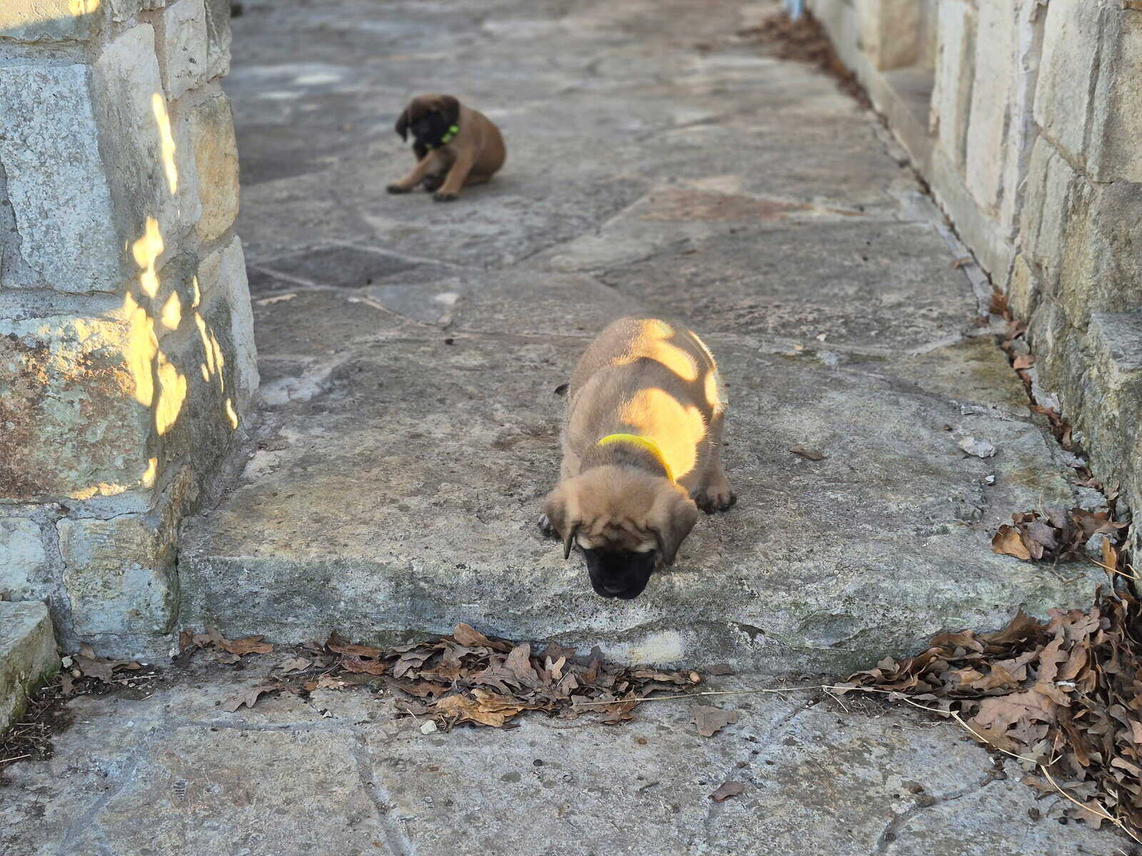 Mastiff image 16