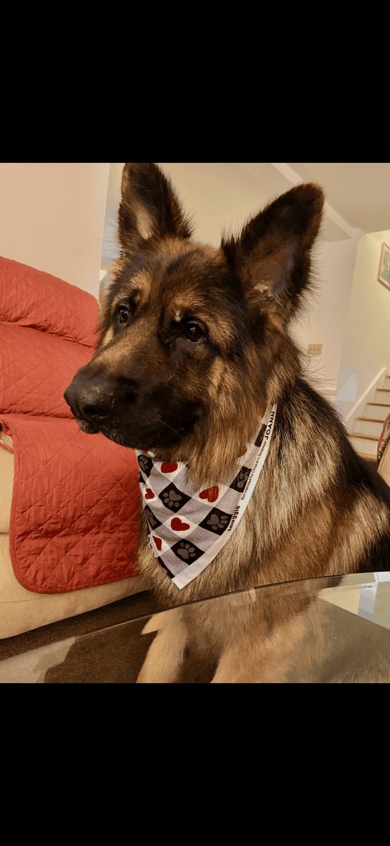 German Shepard Long Hair (Free) image 1