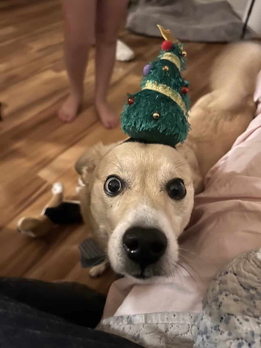 Sunny the sweet Shiba Inu mix image 4