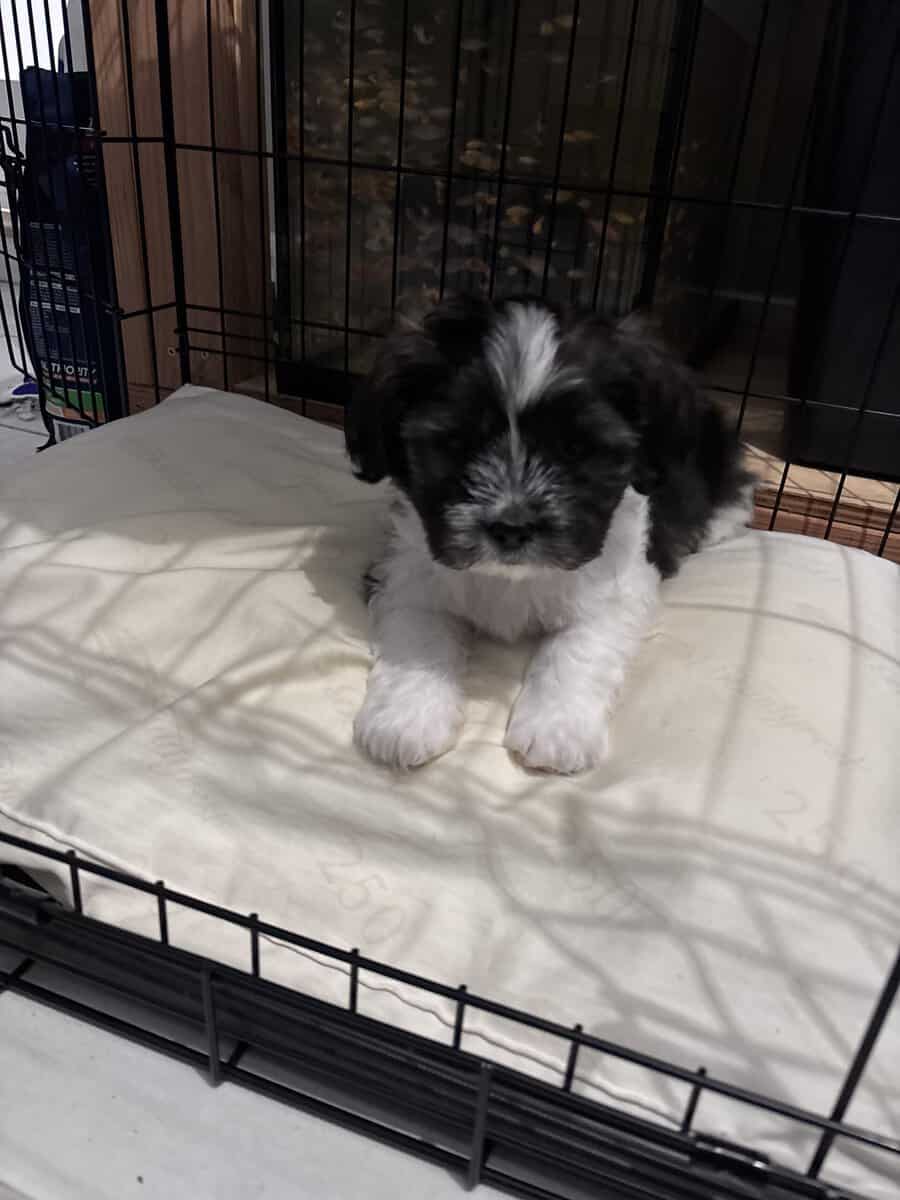 Shih Tzu puppy image 1