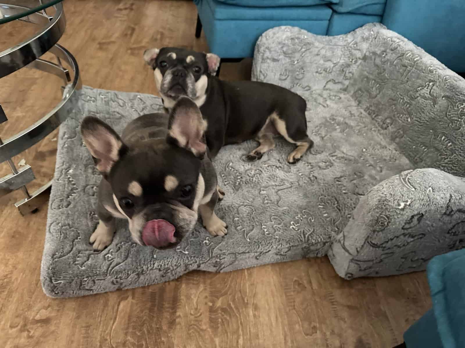 2 French bull dogs - small rehoming fee $25 image 4