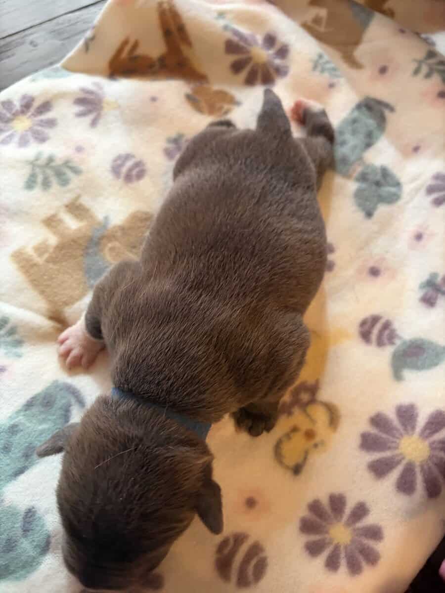 BULLY PUPPIES BULLY PUPPIES image 2
