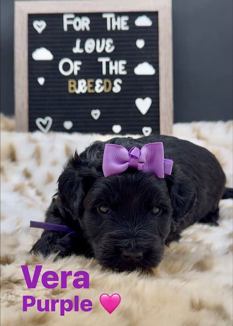 Goldendoodles image 6
