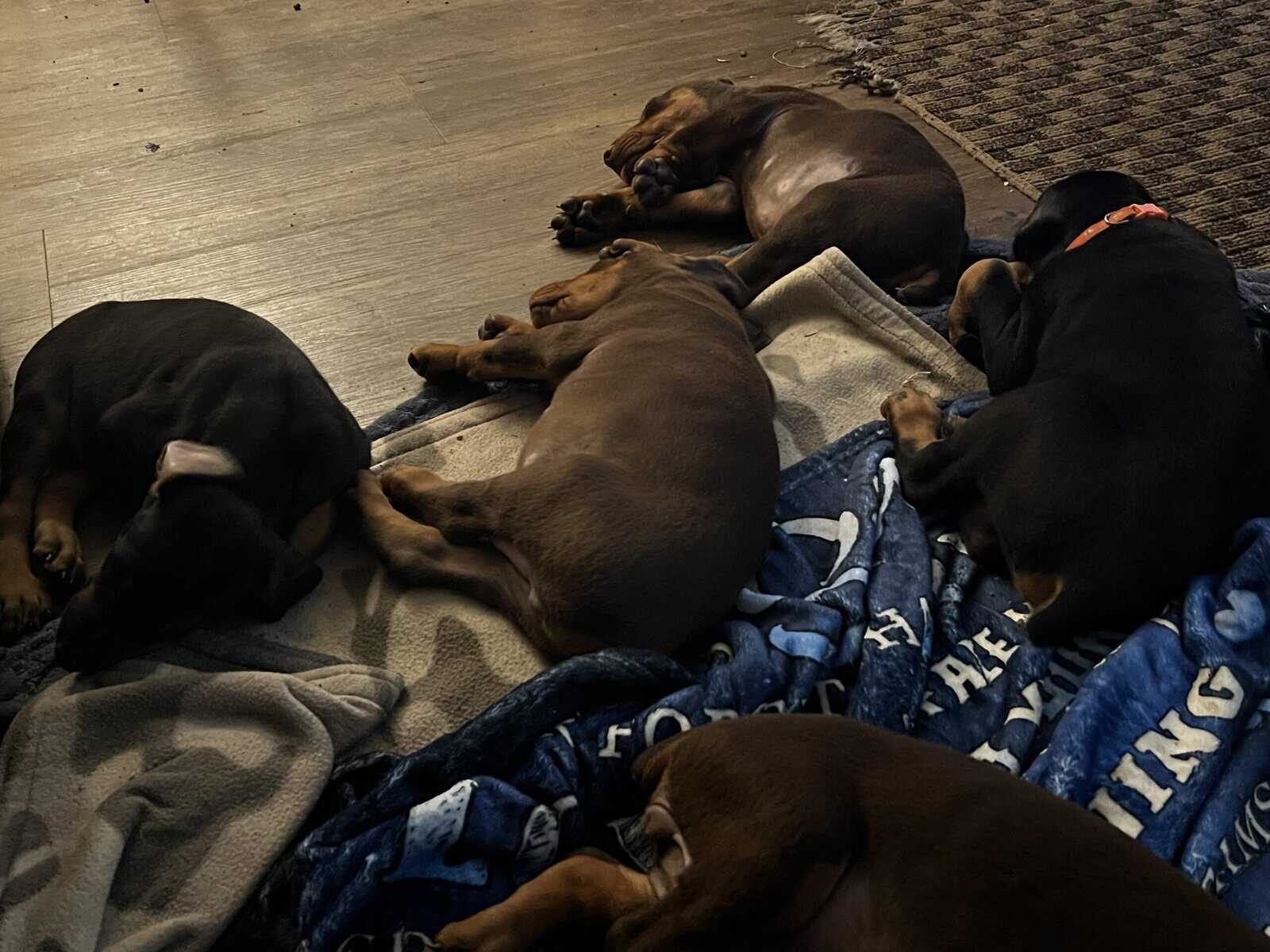 AKC European Doberman Pincher image 8