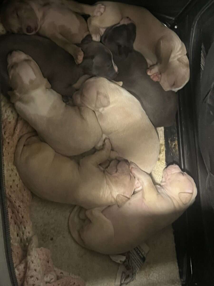 Pit bull puppies image 4